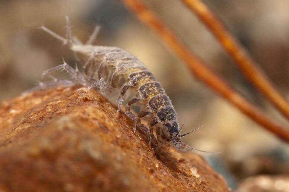 4 Reasons to Know Your Bugs